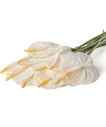 Hồng Môn trắng (10A cành)