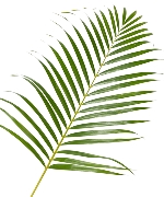 Lá cau trung (40 cành)