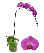 Chậu hồ điệp tím