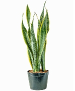 Cây lưỡi hổ (VP)