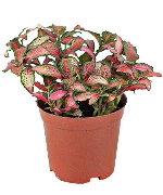 Cây may mắn đỏ