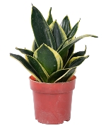 Cây Lưỡi hổ Thái