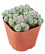 Xương rồng trứng chim