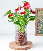 Aquatic red aglaonema