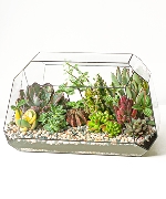 Terrarium trong lành