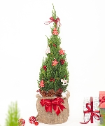 Thông noel size M mẫu 14