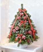 Thông Nordmann 60cm 01