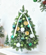 Thông Nordmann 60cm 04