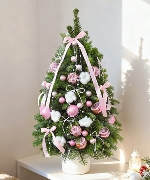 Thông Nordmann 80cm 02