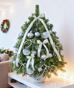 Thông Nordmann 60cm 02