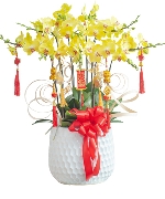 Orchid pot 10