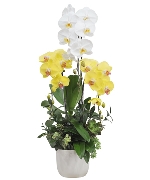 Event Flower 4