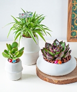 Combo chậu cây decor