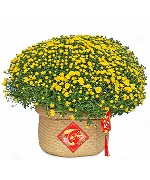 Cúc mâm xôi giỏ cói đan (01 chậu)