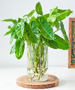 TS Trầu bà tỷ phú