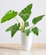 Trầu bà Giganteum