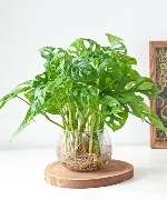 Trầu bà lá lỗ TS