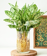 Aquatic zamioculcas zamiifolia