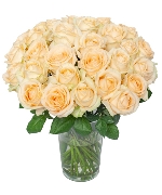Peach Avalanche Rose 30