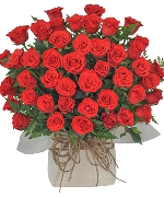 Only rose 1
