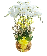 Elegance orchid