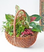 Giỏ cây xanh mix 01