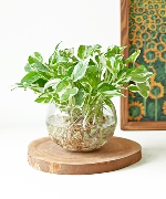 Trầu bà cẩm thạch TS