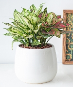 Ngọc ngân mix vạn lộc