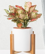 Aglaonema lady valentine 28