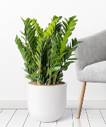 Zamioculcas zamiifolia 30