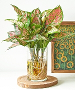 Aquatic white aglaonema