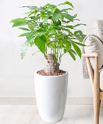 Kim ngân đại chậu đầu đạn