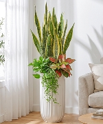 Aroid Palm