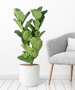 Fiddle leaf fig 30