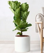 Fiddle leaf fig 60