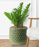 Indoor ZZ Plant 2