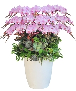 Bách Phúc Tụ Vinh