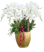 Chậu Hồ điệp cao cấp 1