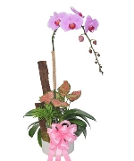 Lan hồ điệp mẫu 18