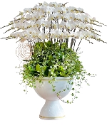 Hồ điệp chậu 40 cành