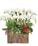 Hồ điệp mini 08