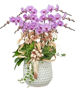 Vạn sự cát tường 2