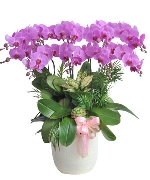 Lan hồ điệp mẫu 13