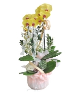 Quà tặng hồ điệp 01