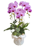 Quà tặng hồ điệp 04