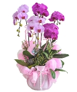 Quà tặng hồ điệp 05