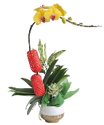 Quà tặng hồ điệp 13