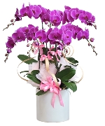 Lan hồ điệp mẫu 5