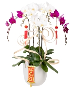 Lucky orchid