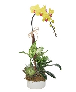 Hồ điệp may mắn
